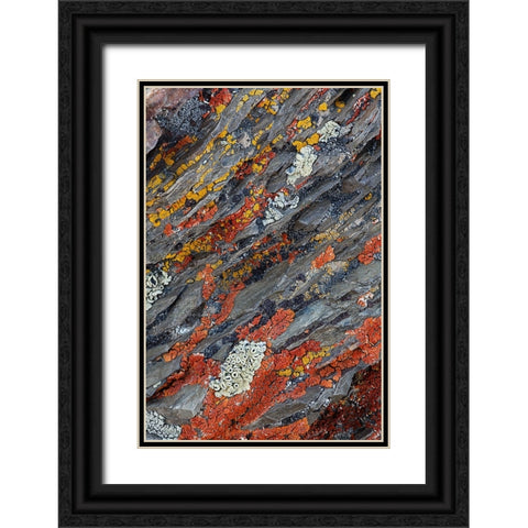 Colorful red and yellow lichens on rocks-eastern Sierra Range-California Black Ornate Wood Framed Art Print with Double Matting by Jones, Adam