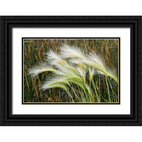Foxtail grasses-Mono Lake-Tufa State Natural Reserve-California Black Ornate Wood Framed Art Print with Double Matting by Jones, Adam