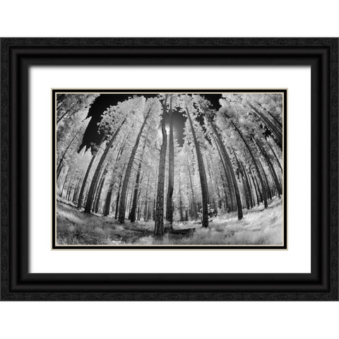 Infrared image of view up through trees-Yosemite National Park-California Black Ornate Wood Framed Art Print with Double Matting by Jones, Adam