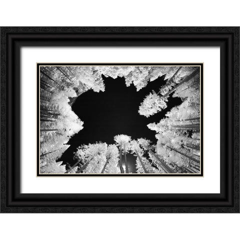 Infrared image of view up through trees-Yosemite National Park-California Black Ornate Wood Framed Art Print with Double Matting by Jones, Adam