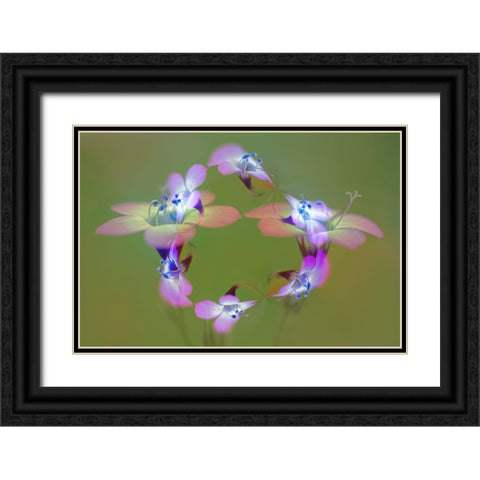 Abstract of Davy Gilia flowers-Antelope Valley California Poppy Preserve-Lancaster-California Black Ornate Wood Framed Art Print with Double Matting by Jones, Adam