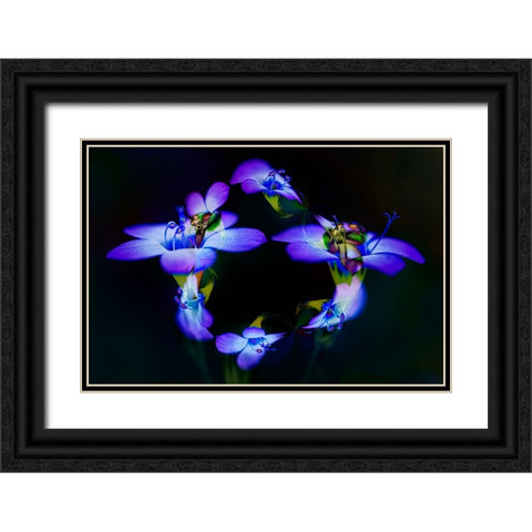 Abstract of Davy Gilia flowers-Antelope Valley California Poppy Preserve-Lancaster-California Black Ornate Wood Framed Art Print with Double Matting by Jones, Adam