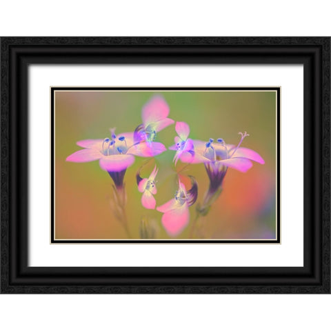 Abstract of Davy Gilia flowers-Antelope Valley California Poppy Preserve-Lancaster-California Black Ornate Wood Framed Art Print with Double Matting by Jones, Adam