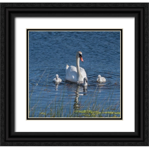 Usa-California A mute swan tends to her cygnets on a California pond Black Ornate Wood Framed Art Print with Double Matting by Sederquist, Betty