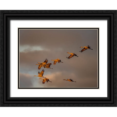 Usa-California A flock of sandhill cranes flies at sunset-near Lodi-California Black Ornate Wood Framed Art Print with Double Matting by Sederquist, Betty