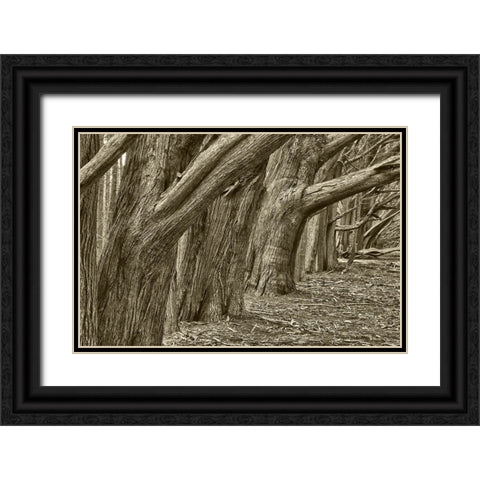 Usa-California Huge cypress trees grow in a line near a Point Reyes road Black Ornate Wood Framed Art Print with Double Matting by Sederquist, Betty
