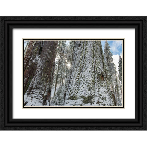 Usa-California Fresh snow on giant sequoias in Calaveras Big Trees State Park near Murphys Black Ornate Wood Framed Art Print with Double Matting by Sederquist, Betty
