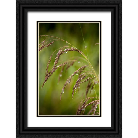 Rain drops glisten on this weed in spring Black Ornate Wood Framed Art Print with Double Matting by Sederquist, Betty