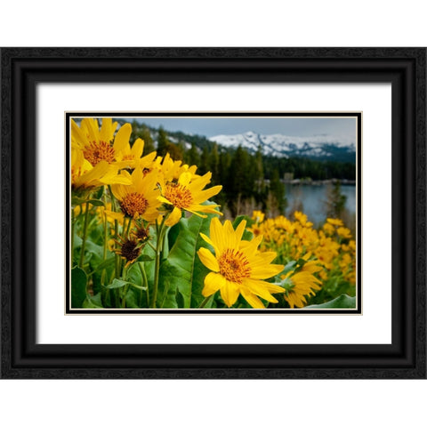Summer-mule ear flowers flourish along the edges of Caples Lake in the Carson Pass area Black Ornate Wood Framed Art Print with Double Matting by Sederquist, Betty