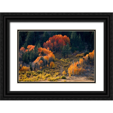 Usa-California-Sierra Nevada Hope Valley Aspens glow a brilliant orange during fall Black Ornate Wood Framed Art Print with Double Matting by Sederquist, Betty