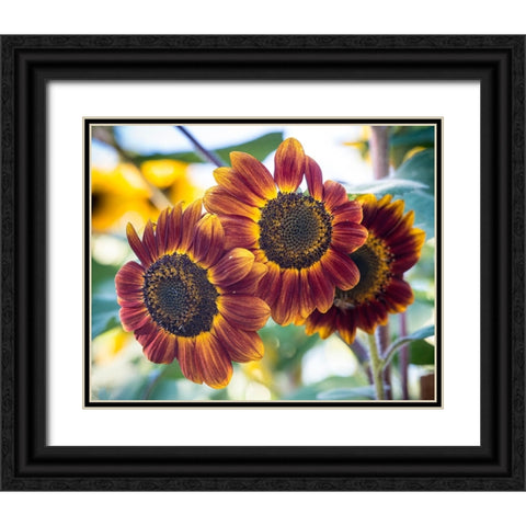 Trio of orange sunflowers gladdens a garden. Black Ornate Wood Framed Art Print with Double Matting by Sederquist, Betty