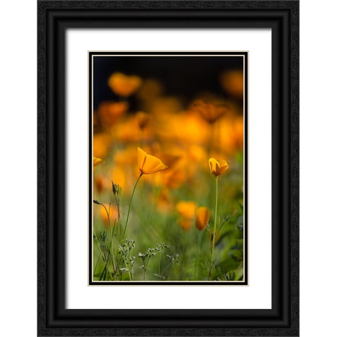 California poppies Black Ornate Wood Framed Art Print with Double Matting by Sederquist, Betty