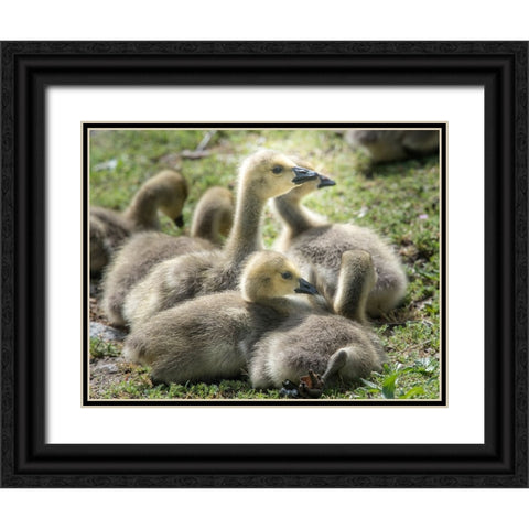 Canada geese goslings huddling together. Black Ornate Wood Framed Art Print with Double Matting by Sederquist, Betty
