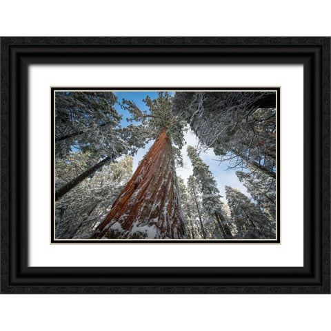 Fresh snow coating the trunk of this forest giant. Black Ornate Wood Framed Art Print with Double Matting by Sederquist, Betty