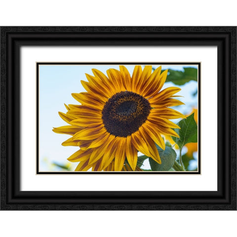 Sunflower brings happiness. Black Ornate Wood Framed Art Print with Double Matting by Sederquist, Betty