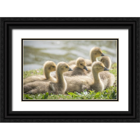 Warm and fuzzy Canada geese goslings crowd together. Black Ornate Wood Framed Art Print with Double Matting by Sederquist, Betty