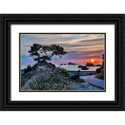 USA-California-Crescent City-Monterey Cypress Black Ornate Wood Framed Art Print with Double Matting by Restuccia, Joe III