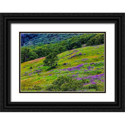 USA-California-Crescent City-Redwoods National Park-Bold Hills Black Ornate Wood Framed Art Print with Double Matting by Restuccia, Joe III