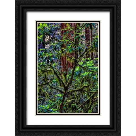 California-USA-Jedediah Smith Redwoods State Park-Redwoods National Park Black Ornate Wood Framed Art Print with Double Matting by Restuccia, Joe III