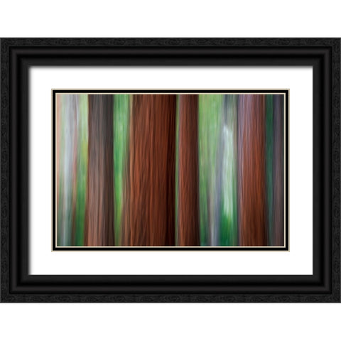 Forest abstract-Yosemite National Park-California-USA Black Ornate Wood Framed Art Print with Double Matting by Bishop, Russ