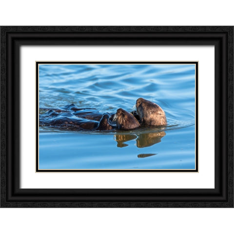 A juvenile and mother sea otter float together serenely in Moss Landing Harbor-California Black Ornate Wood Framed Art Print with Double Matting by Haddad, Sheila