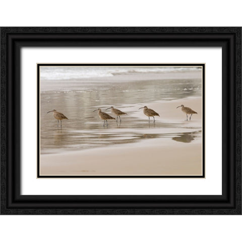USA CA Pismo Beach Whimbrels Black Ornate Wood Framed Art Print with Double Matting by Drury, Trish