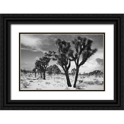 Winter storm-Joshua Tree National Park-California Black Ornate Wood Framed Art Print with Double Matting by Muench, Zandria