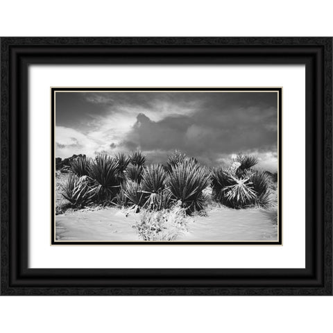 Winter storm-Joshua Tree National Park-California Black Ornate Wood Framed Art Print with Double Matting by Muench, Zandria