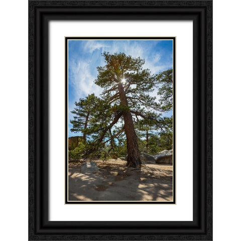 Ponderosa Pine- San Bernardino National Forest- California Black Ornate Wood Framed Art Print with Double Matting by Muench, Zandria