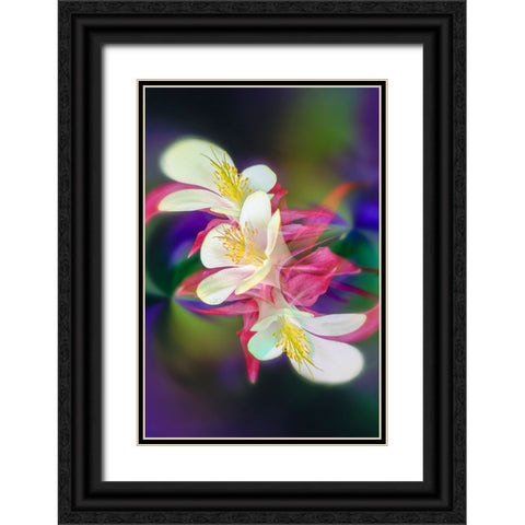 Columbine flower-Colorado Black Ornate Wood Framed Art Print with Double Matting by Jones, Adam