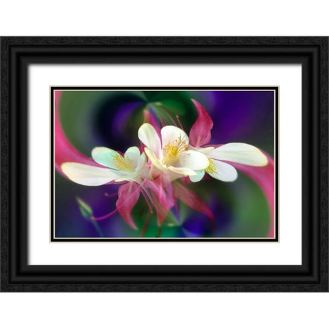 Columbine flower-Colorado Black Ornate Wood Framed Art Print with Double Matting by Jones, Adam