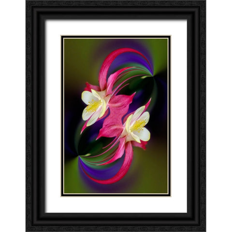 Columbine flower-Colorado Black Ornate Wood Framed Art Print with Double Matting by Jones, Adam