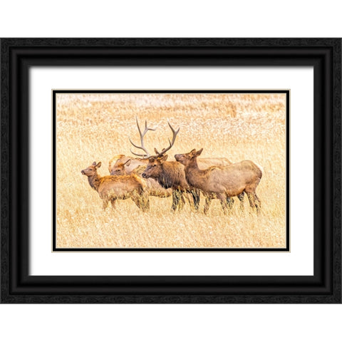USA-Colorado-Rocky Mountain National Park North American elk male and females in mating season Black Ornate Wood Framed Art Print with Double Matting by Jaynes Gallery