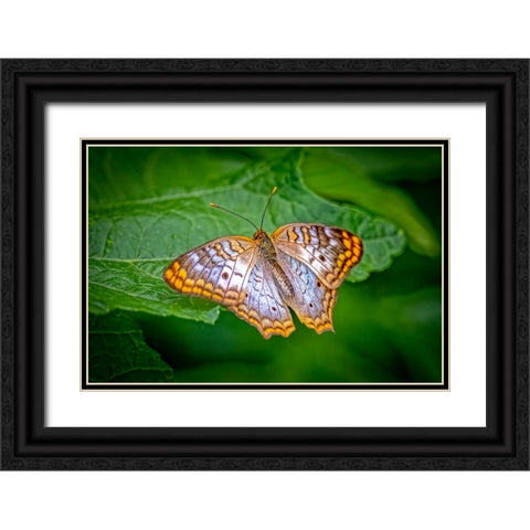 USA-Colorado-Fort Collins White peacock butterfly close-up Black Ornate Wood Framed Art Print with Double Matting by Jaynes Gallery