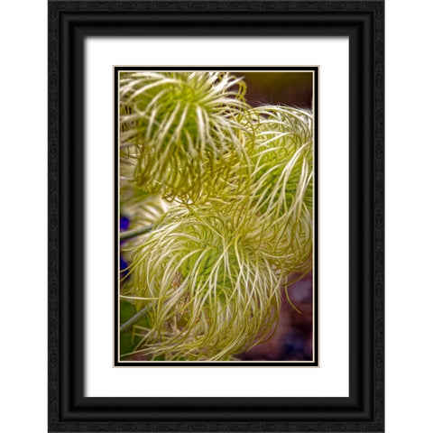 USA-Colorado-Fort Collins Clematis plant close-up Black Ornate Wood Framed Art Print with Double Matting by Jaynes Gallery