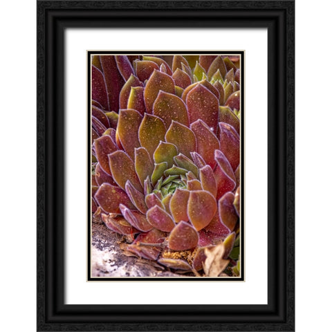 USA-Colorado-Fort Collins Succulent plant close-up Black Ornate Wood Framed Art Print with Double Matting by Jaynes Gallery