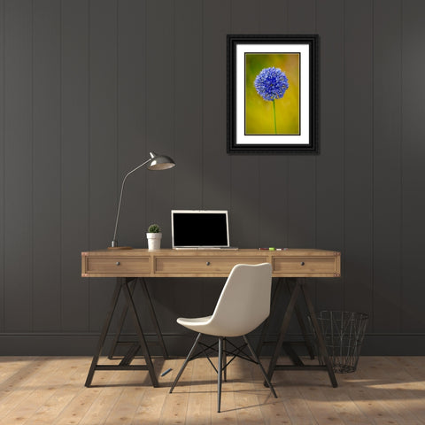 USA-Colorado-Fort Collins Blue allium flower close-up Black Ornate Wood Framed Art Print with Double Matting by Jaynes Gallery