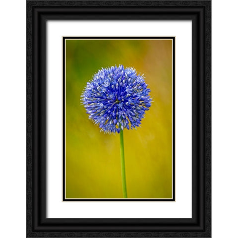 USA-Colorado-Fort Collins Blue allium flower close-up Black Ornate Wood Framed Art Print with Double Matting by Jaynes Gallery