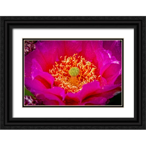 USA-Colorado-Fort Collins Prickly pear cactus flower close-up Black Ornate Wood Framed Art Print with Double Matting by Jaynes Gallery