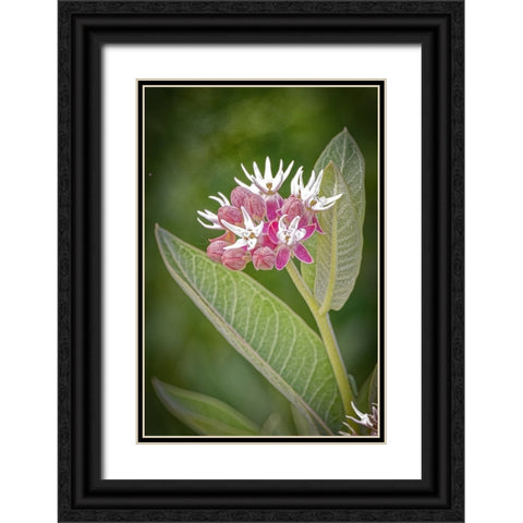 USA-Colorado-Fort Collins Showy milkweed flowers Black Ornate Wood Framed Art Print with Double Matting by Jaynes Gallery
