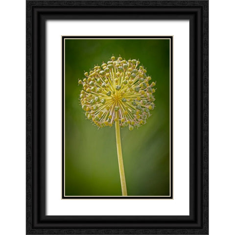 USA-Colorado-Fort Collins Yellow allium plant close-up Black Ornate Wood Framed Art Print with Double Matting by Jaynes Gallery