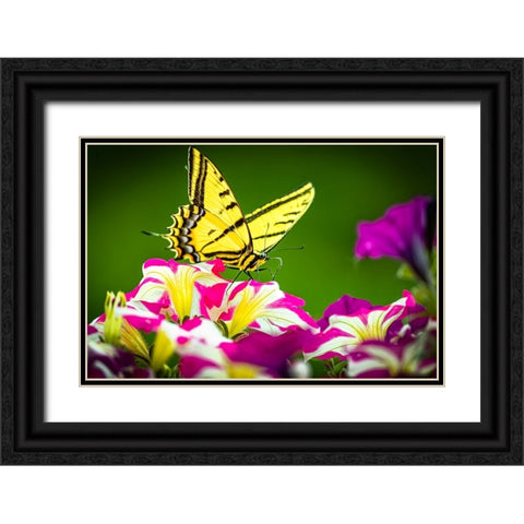 USA-Colorado-Fort Collins Eastern tiger swallowtail on petunia flowers Black Ornate Wood Framed Art Print with Double Matting by Jaynes Gallery