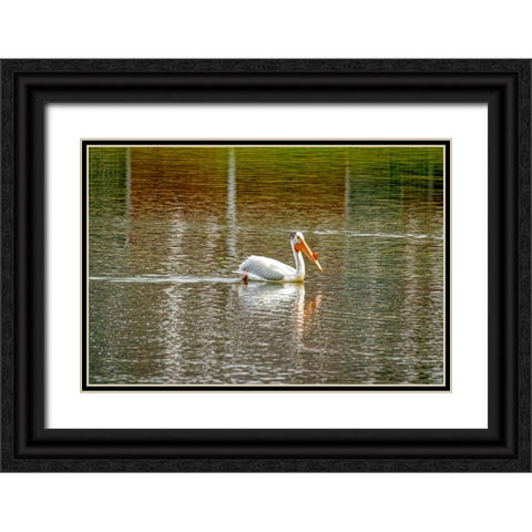 USA-Colorado-Windsor American white pelican swimming in pond Black Ornate Wood Framed Art Print with Double Matting by Jaynes Gallery