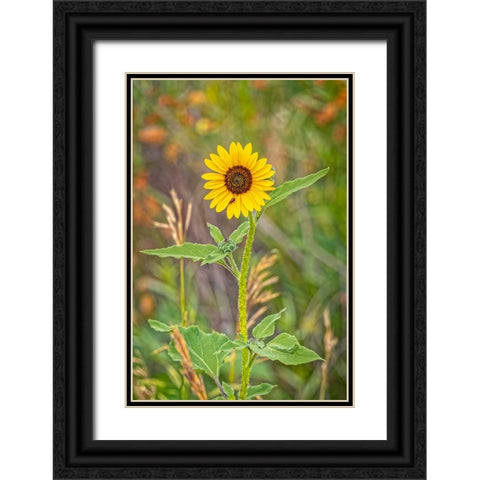 USA-Colorado-Windsor Close-up of sunflower Black Ornate Wood Framed Art Print with Double Matting by Jaynes Gallery