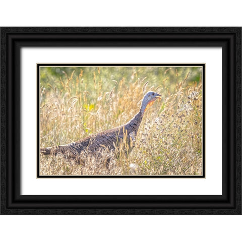 USA-Colorado-Fort Collins Merriam wild turkey in grassy field Black Ornate Wood Framed Art Print with Double Matting by Jaynes Gallery