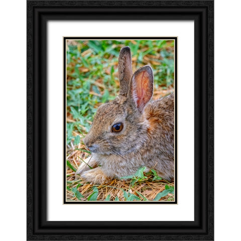 USA-Colorado-Fort Collins Eastern cottontail rabbit close-up Black Ornate Wood Framed Art Print with Double Matting by Jaynes Gallery
