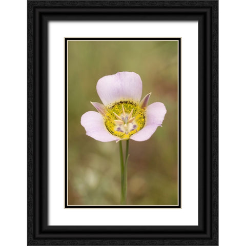 USA-Colorado-Woodland Park Mariposa lily close-up Black Ornate Wood Framed Art Print with Double Matting by Jaynes Gallery