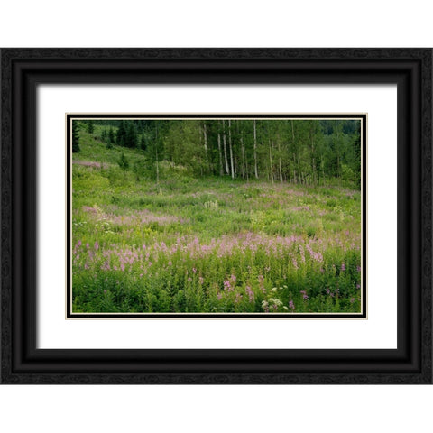USA-Colorado-Gunnison National Forest Fireweed wildflowers and aspens in meadow Black Ornate Wood Framed Art Print with Double Matting by Jaynes Gallery