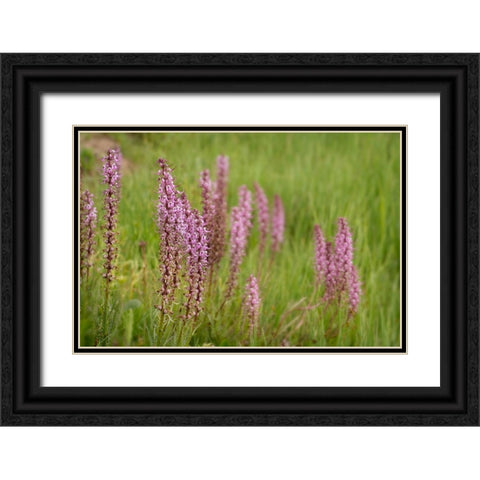 USA-Colorado-Gunnison National Forest Elephant head flowers close-up Black Ornate Wood Framed Art Print with Double Matting by Jaynes Gallery