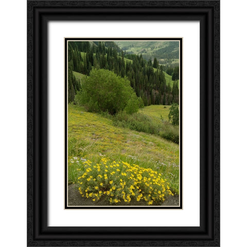 USA-Colorado-Gunnison National Forest Hairy golden aster flowers and mountain landscape Black Ornate Wood Framed Art Print with Double Matting by Jaynes Gallery
